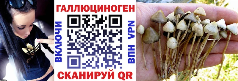 MEGA как зайти  Шумиха  Псилоцибиновые грибы мицелий  где купить  